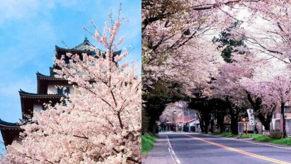 日本賞櫻景點10選！東京、大阪、奈良、廣島都有櫻花盛開